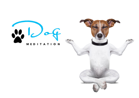 Dog Meditation Video